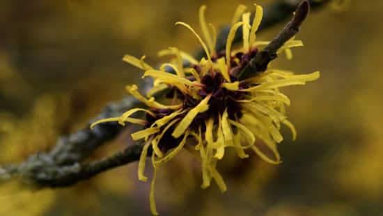Skincare Containing Witch Hazel