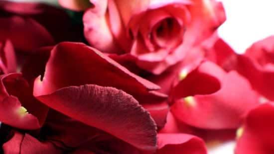Skincare Containing Rose Petals