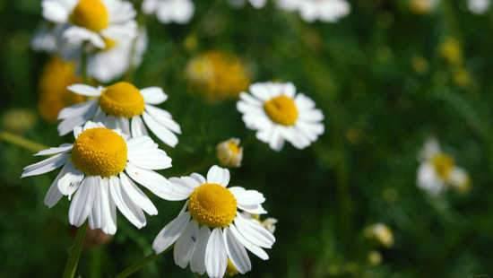 Skincare Containing German Chamomile CO2