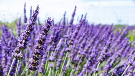 Skincare Containing Lavender