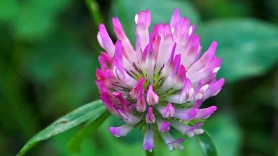 Skincare Containing Red Clover